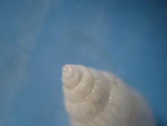 Pusillina da determinare